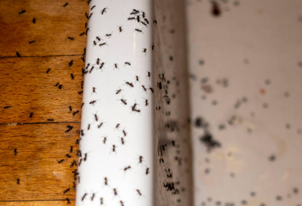 Best Best Pest Control Companies  in Farmers Branch, TX