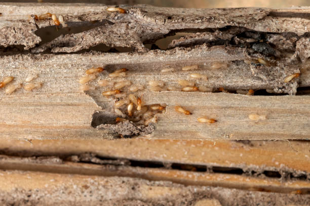 Best Pest Removal Services  in Farmers Branch, TX